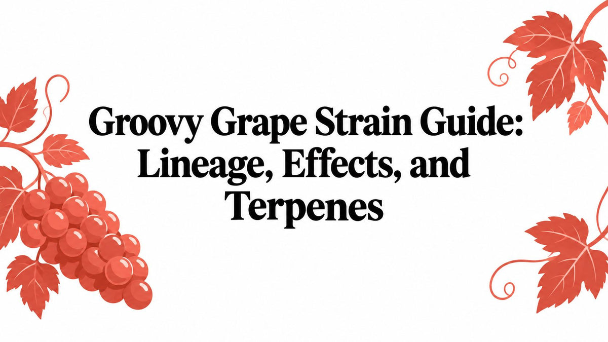 Groovy Grape Strain Guide: Lineage, Effects, and Terpenes