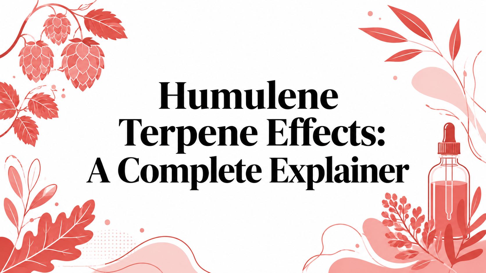 Humulene Terpene Effects: A Complete Explainer