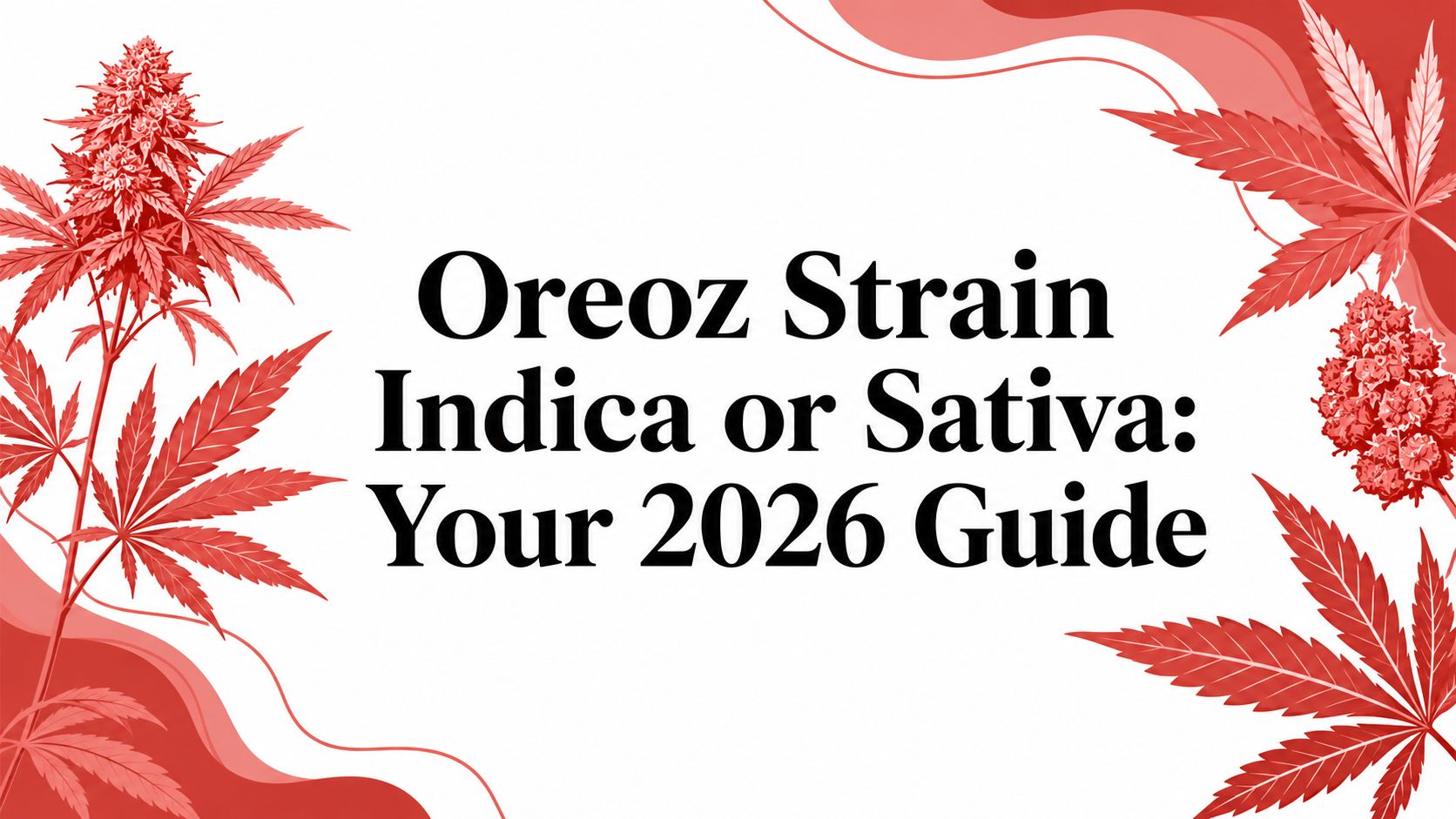 Oreoz Strain Indica or Sativa: Your 2026 Guide