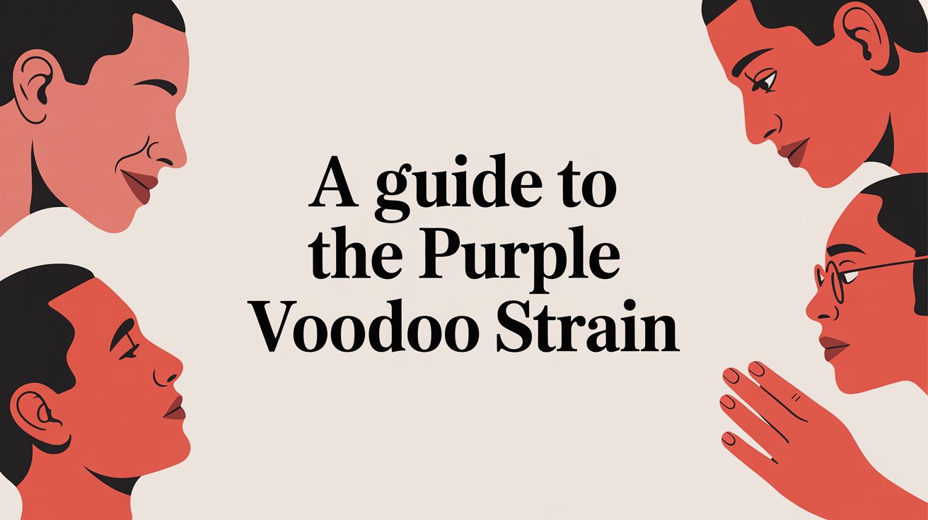A Guide to the Purple Voodoo Strain